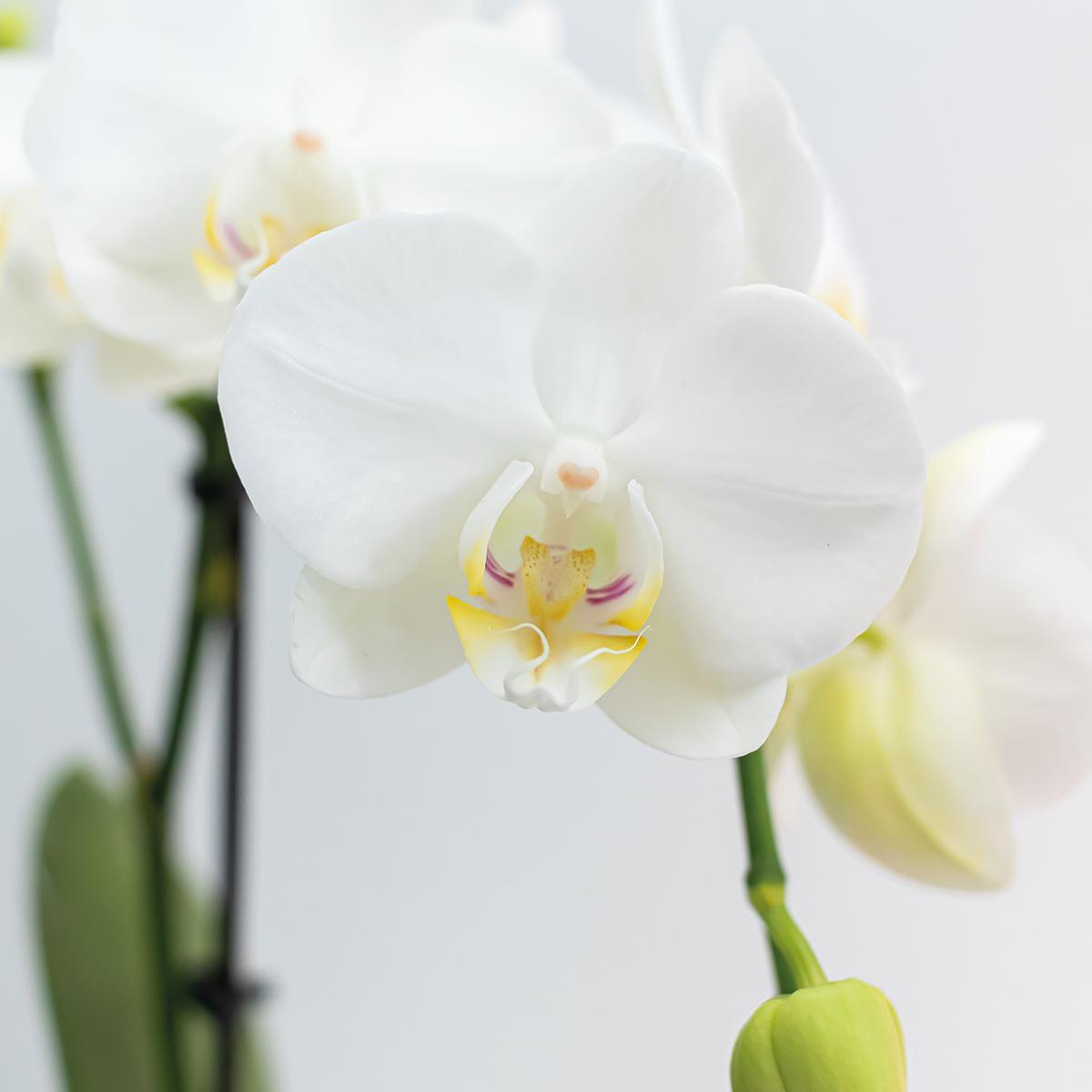 Orchidee | 2 witte Phalaenopsis orchideeën - Amabilis - potmaat Ø9cm