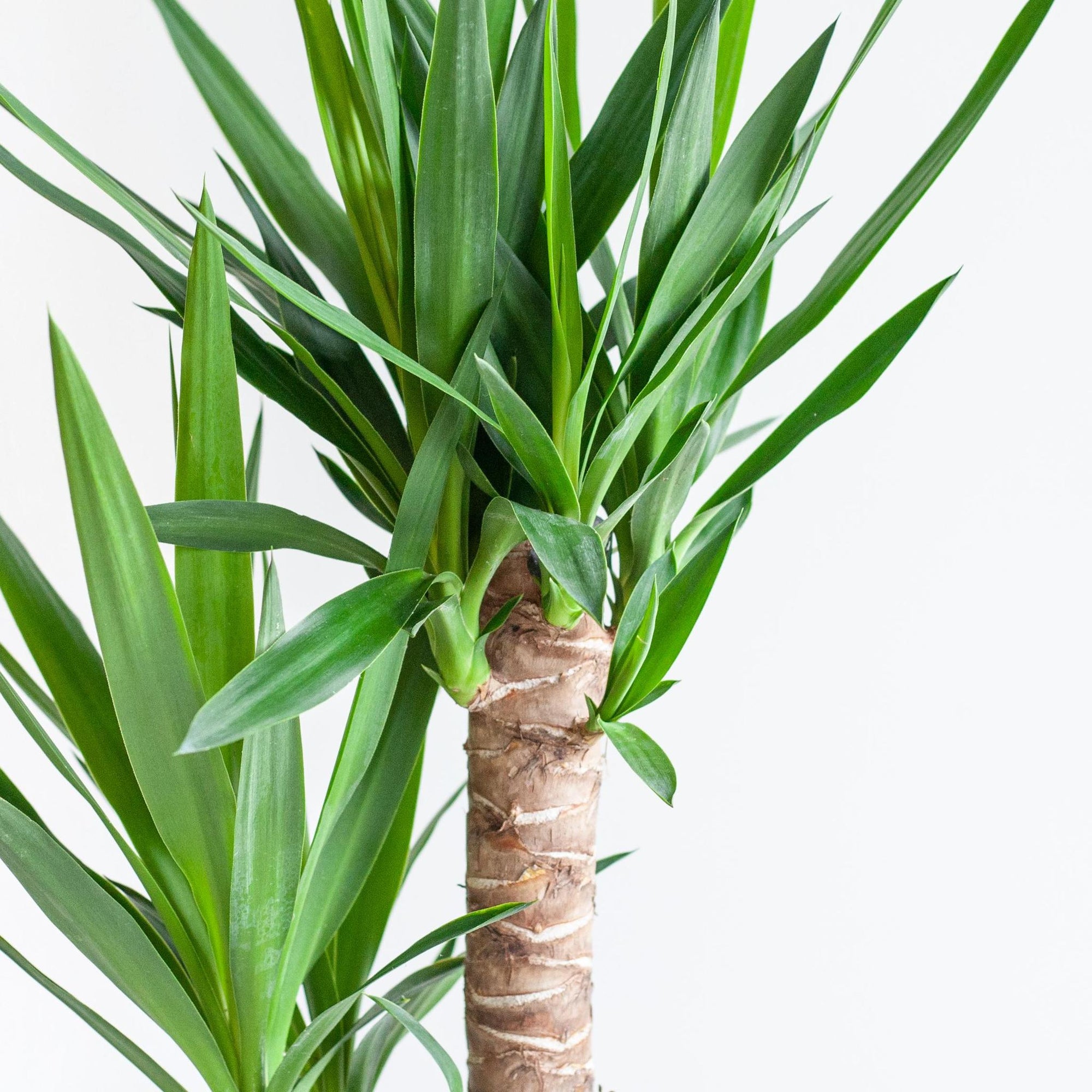 Dracaena Janet Lindt met mand Lissabon - 95cm - Ø21 cm | Dracaena