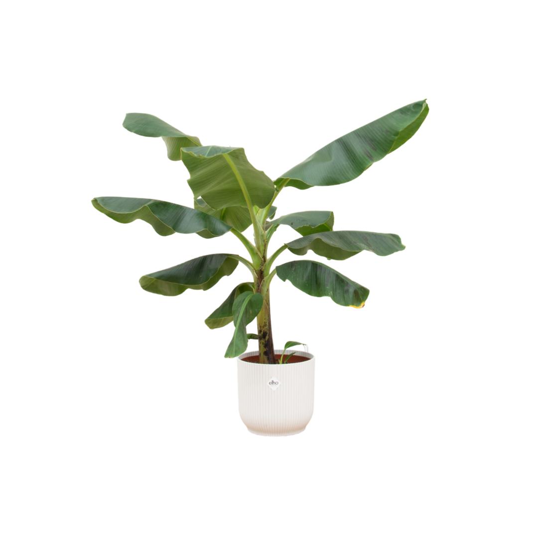 Combi deal - Bananenplant - 100 cm - Ø22 cm in Elho Vibes Fold Round | Musa