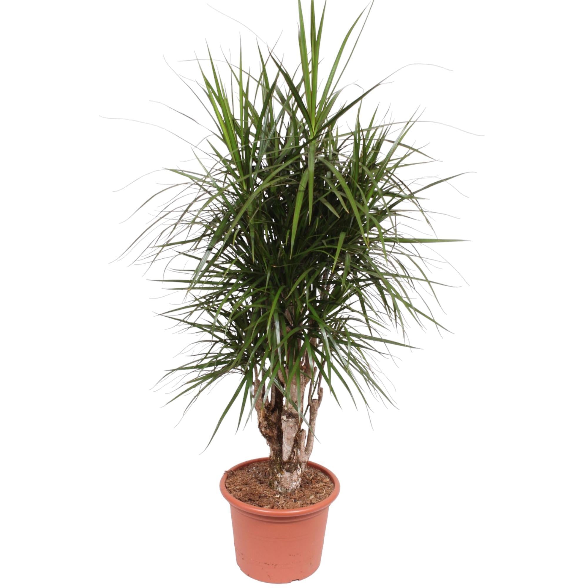 Dracaena Marginata Vertakt - 170 cm | Dracaena - Grote Kamerplanten