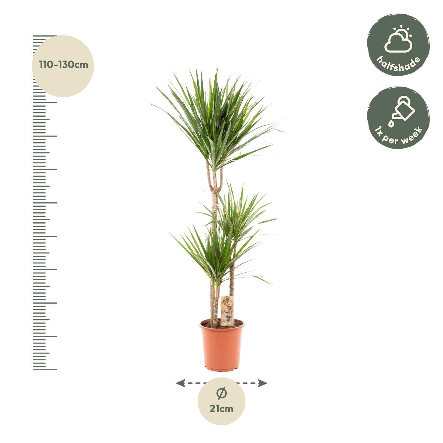 Dracaena Marginata - 120cm - Ø21cm | Draceana