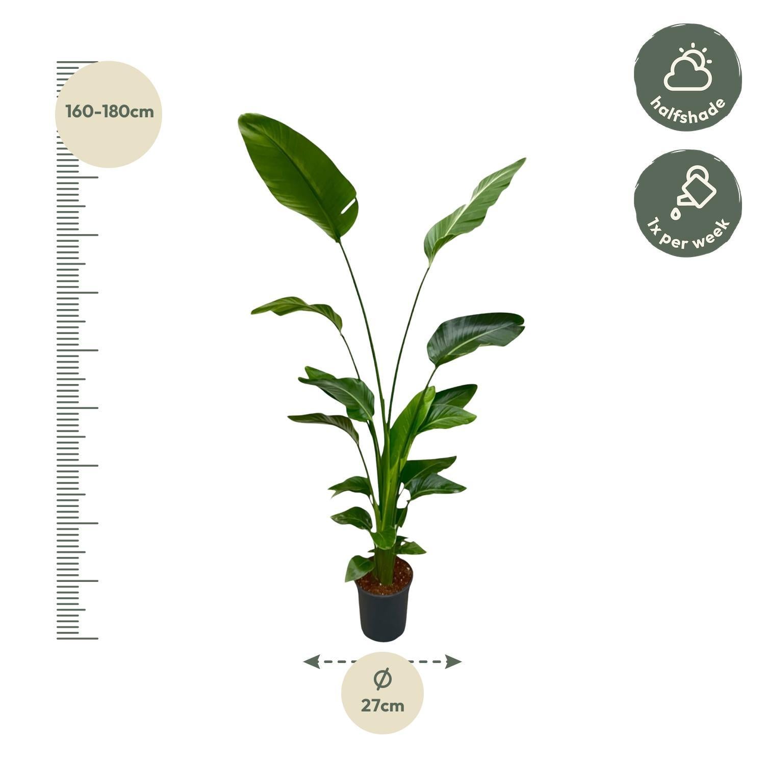 Strelitzia Nicolai - 150 en 170 cm - ⌀21 cm | Grote Kamerplant