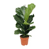 Ficus Lyrata - 75 cm - Ø17 cm | Ficus - Kamerplant