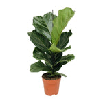 Ficus Lyrata - 75 cm - Ø17 cm | Ficus - Kamerplant