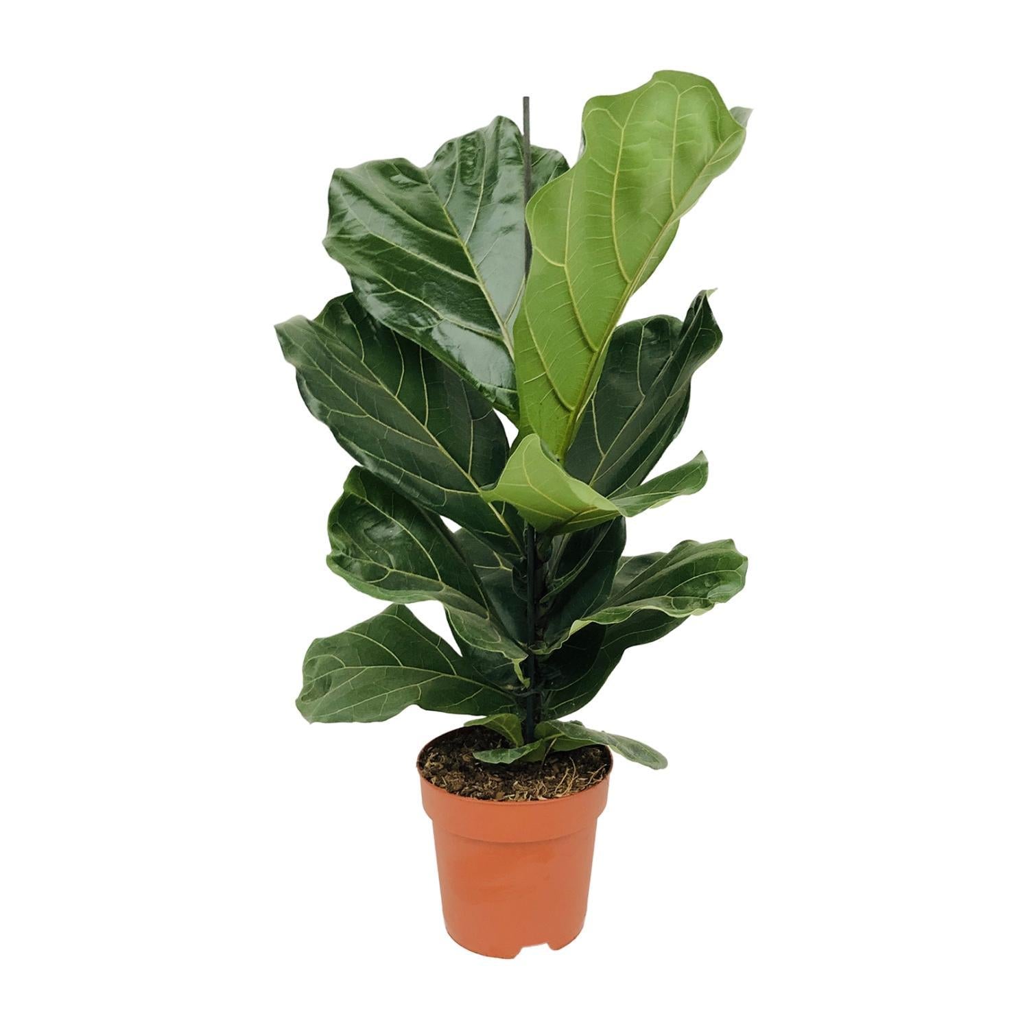 Ficus Lyrata - 75 cm - Ø17 cm | Ficus - Kamerplant