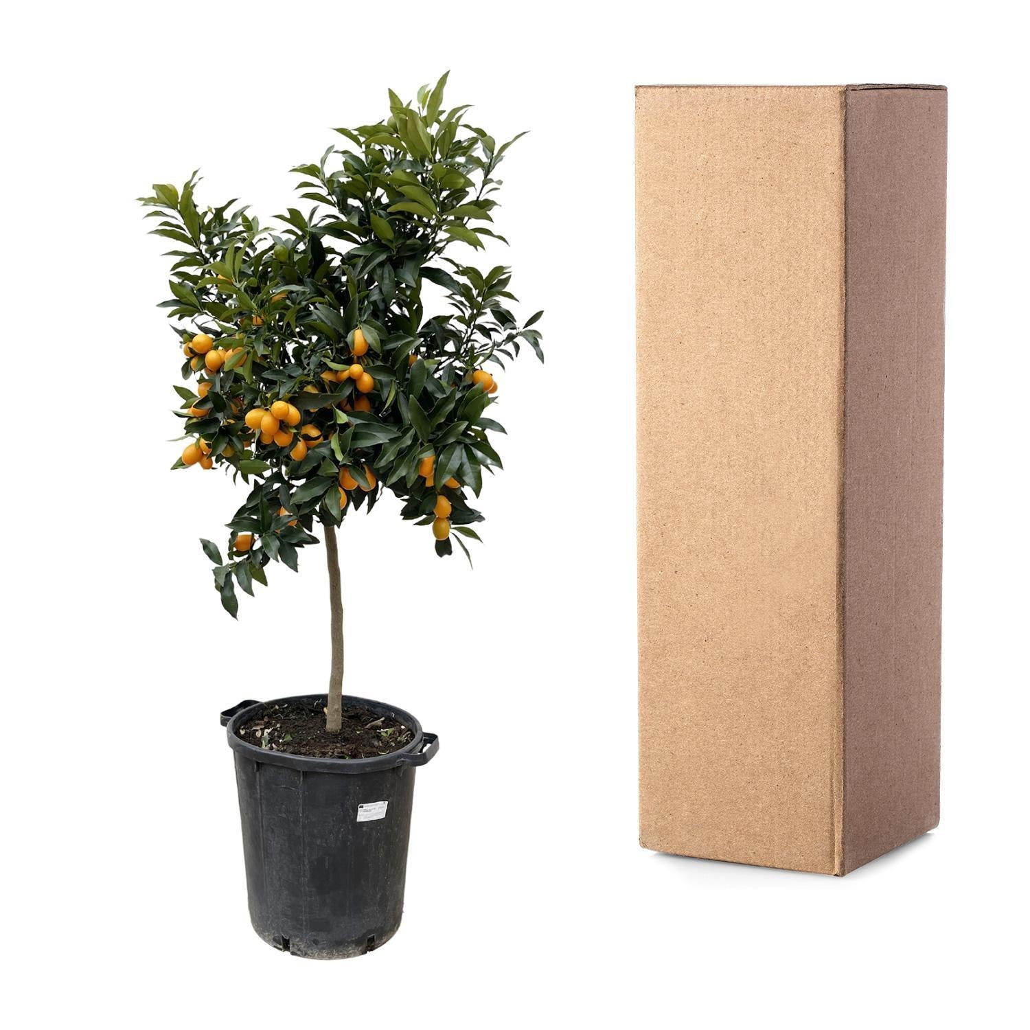 Citrus Kumquat - 150 cm - ø40 cm - Sinaasappelboom voor binnen & buiten