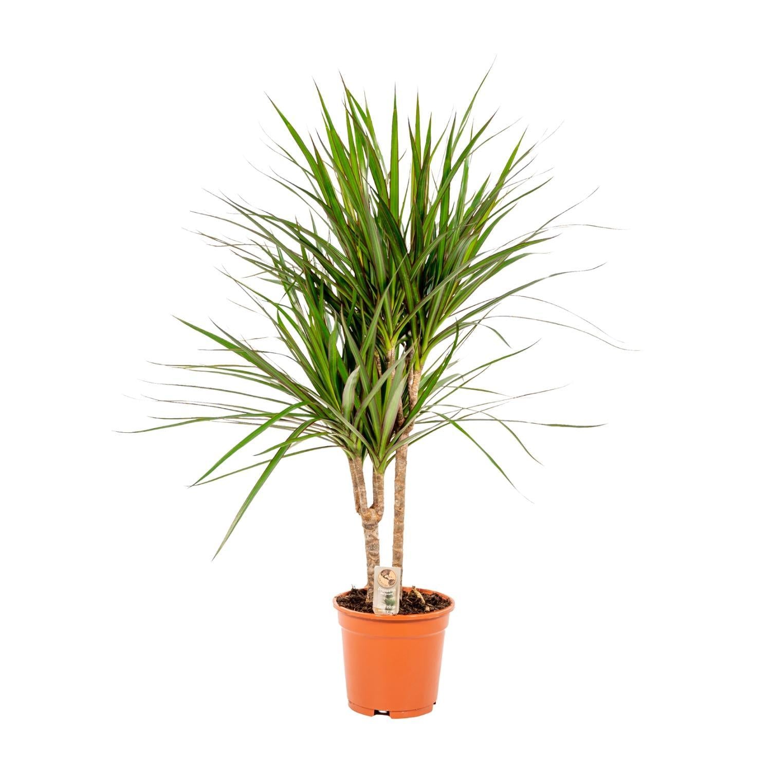 Dracaena Marginata - 90cm - Ø17cm | Dracaena