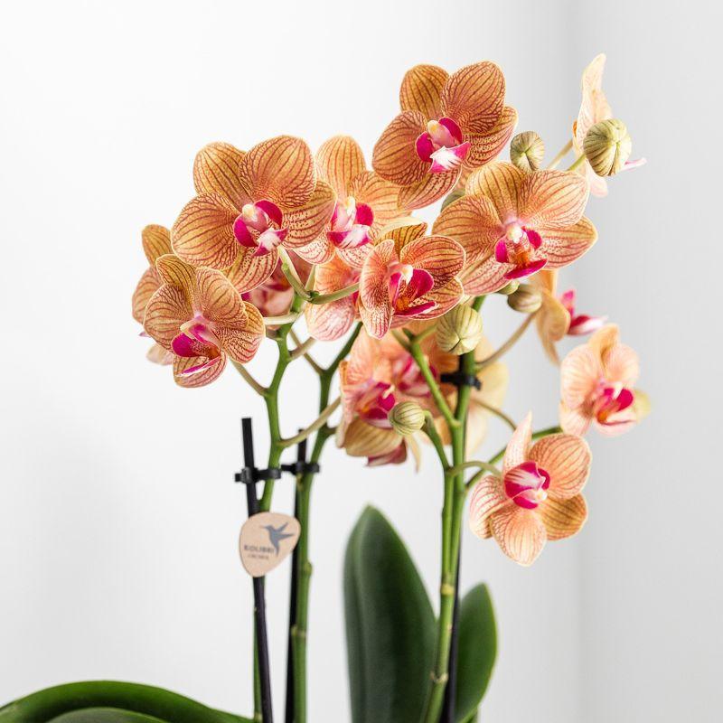 Orchidee | Witte Phalaenopsis orchidee – Jamaica + Lush pot – potmaat Ø9cm