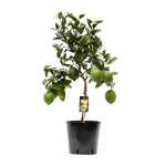 Citrus Lemon - 80cm - Ø22cm - Citroenboom als mediterrane sfeerbrenger