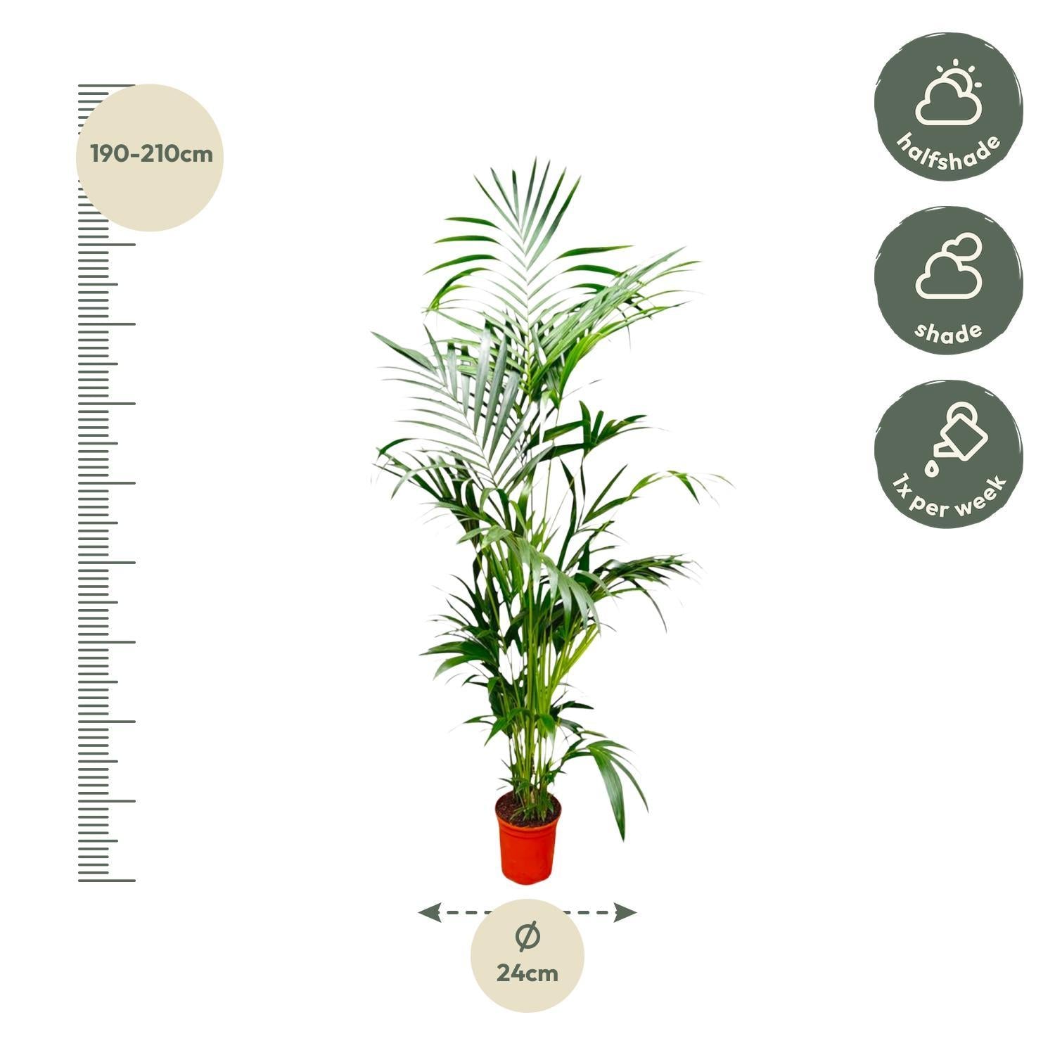 Kentia Palm - 200 cm - ø24 cm - Grote kamerplant