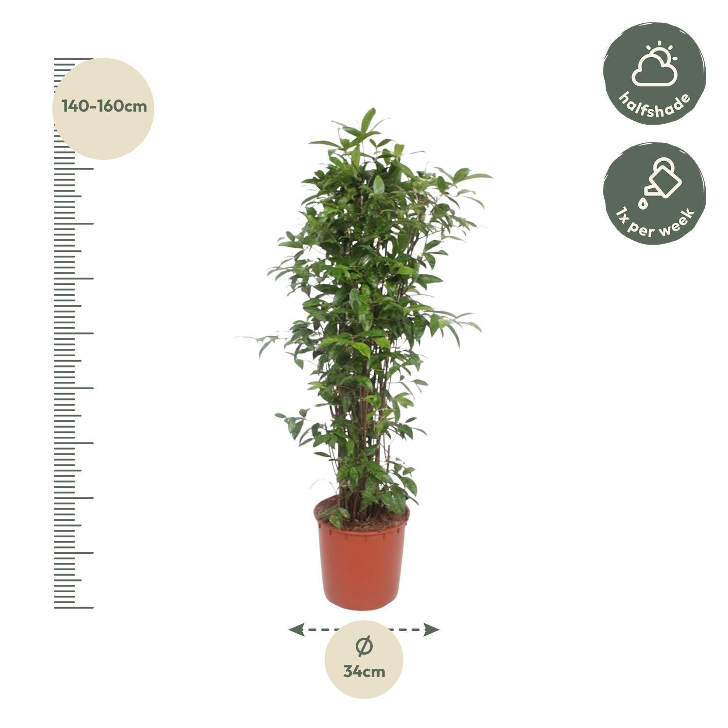 Dracaena Surculosa - 150 cm - ø34 cm  | Dracaena - Japanse Bamboe