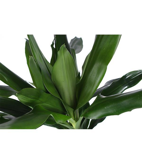 Dracaena Janet Lind - 120 cm - Ø24 cm - in Era pot | Dracaena - Kamerplanten