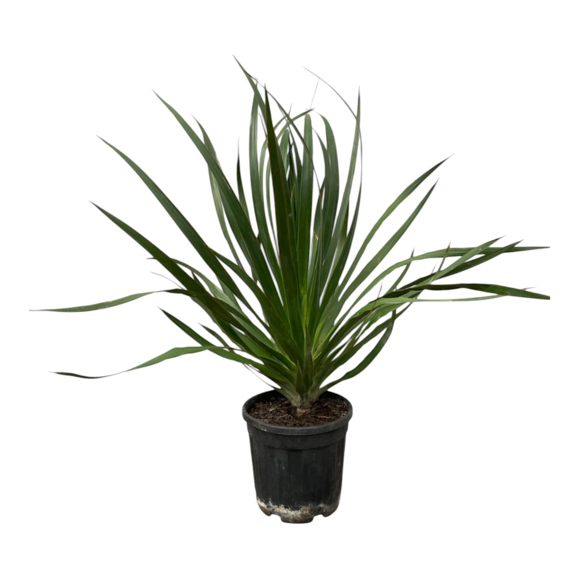 Dracaena Draco - 100 cm - Ø24cm | Dracaena - Tuinplant voor je balkon of tuin