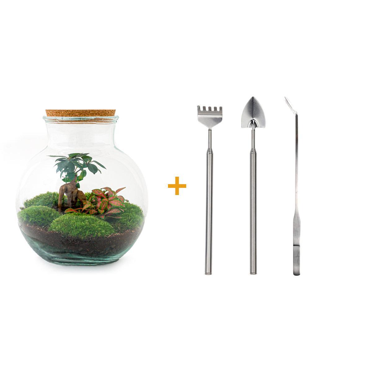 DIY Terrarium - Teddy Bonsai - ↕ 26,5 cm - met Rake, Shovel en Tweezer | Mini-Ecosysteem