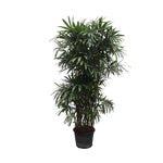 Rhapis Excelsa – Bamboe Palm – Grote kamerplant – 260 cm – ø50 cm