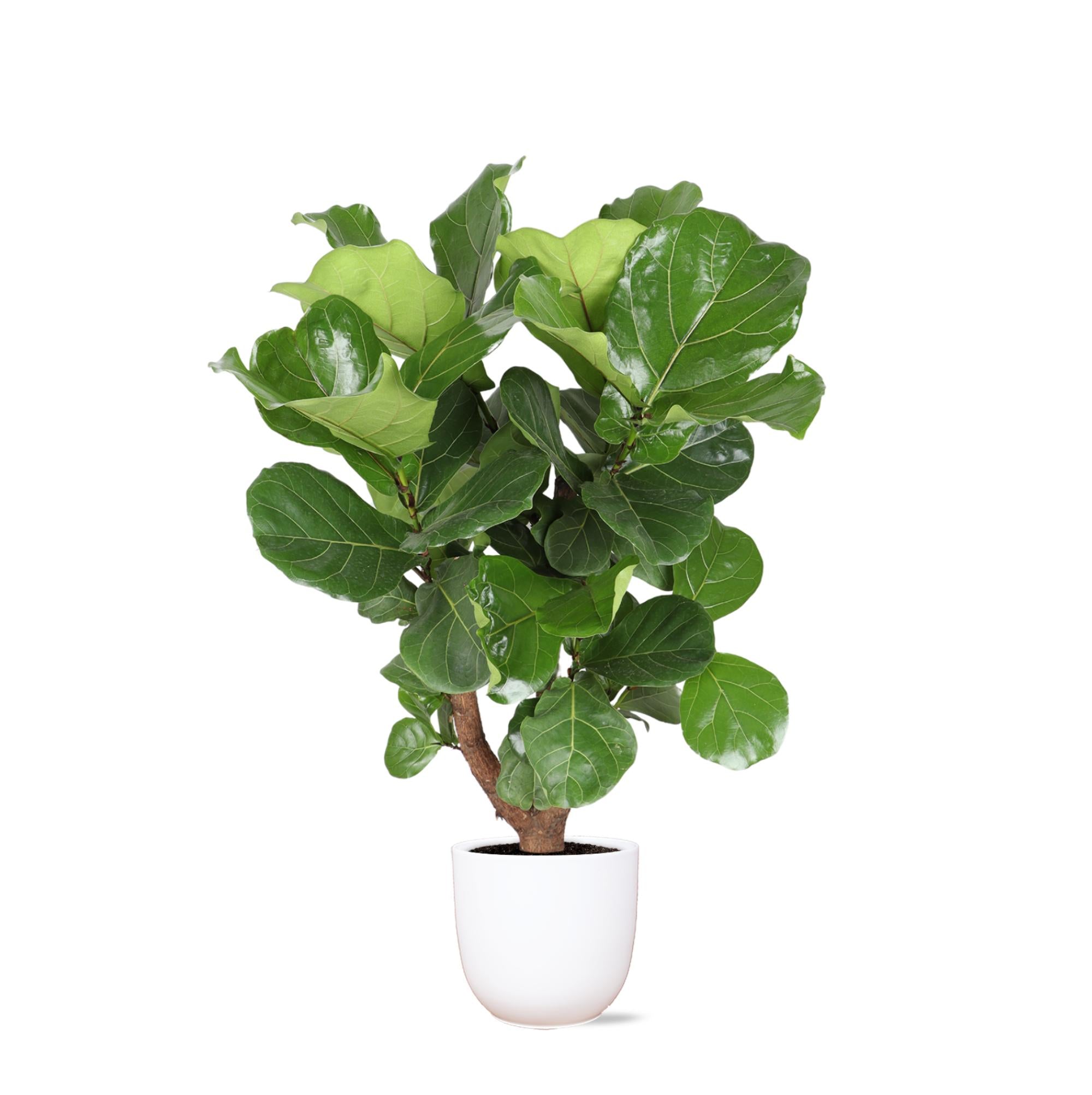 Ficus Lyrata (Vertakt) - 130 cm - Ø27 cm - in Boule pot  | Ficus - Kamerplanten