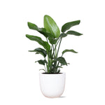 Strelitzia Nicolai - 80 cm - Ø21 cm - in Boule pot | Kamerplanten