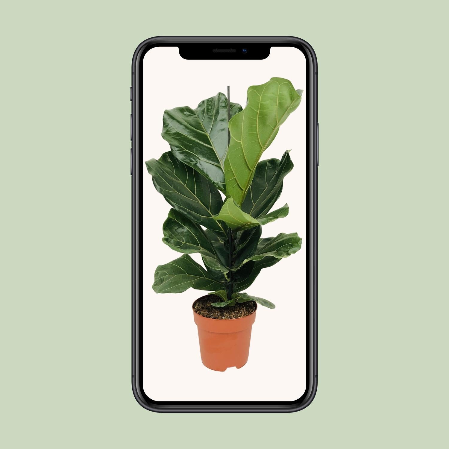 Ficus Lyrata - 75 cm - Ø17 cm | Ficus - Kamerplant