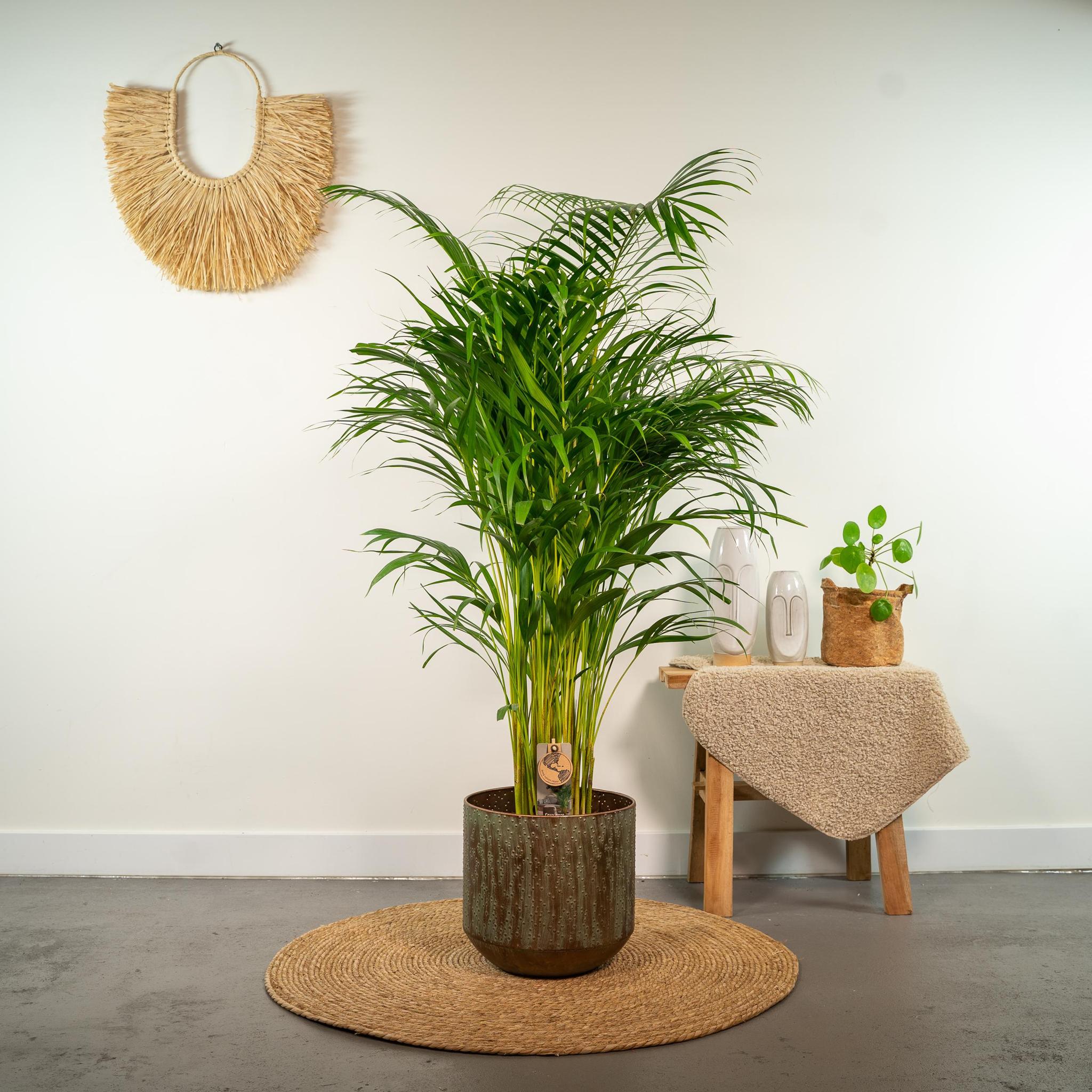 Areca palm - 130 cm - Ø24 cm | Kamerplant