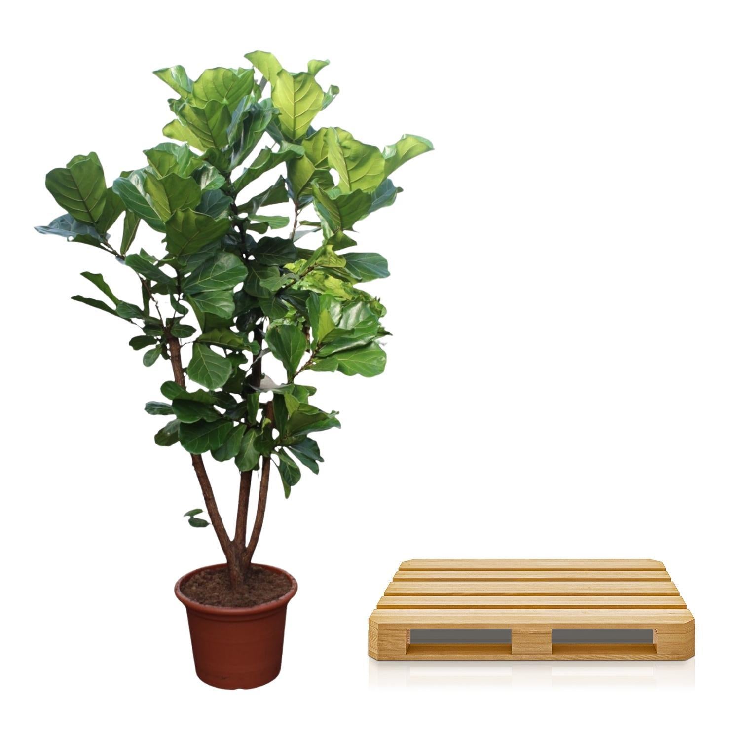 Ficus Lyrata vertakt - 240 cm - ø50 cm- Grote Kamerplant