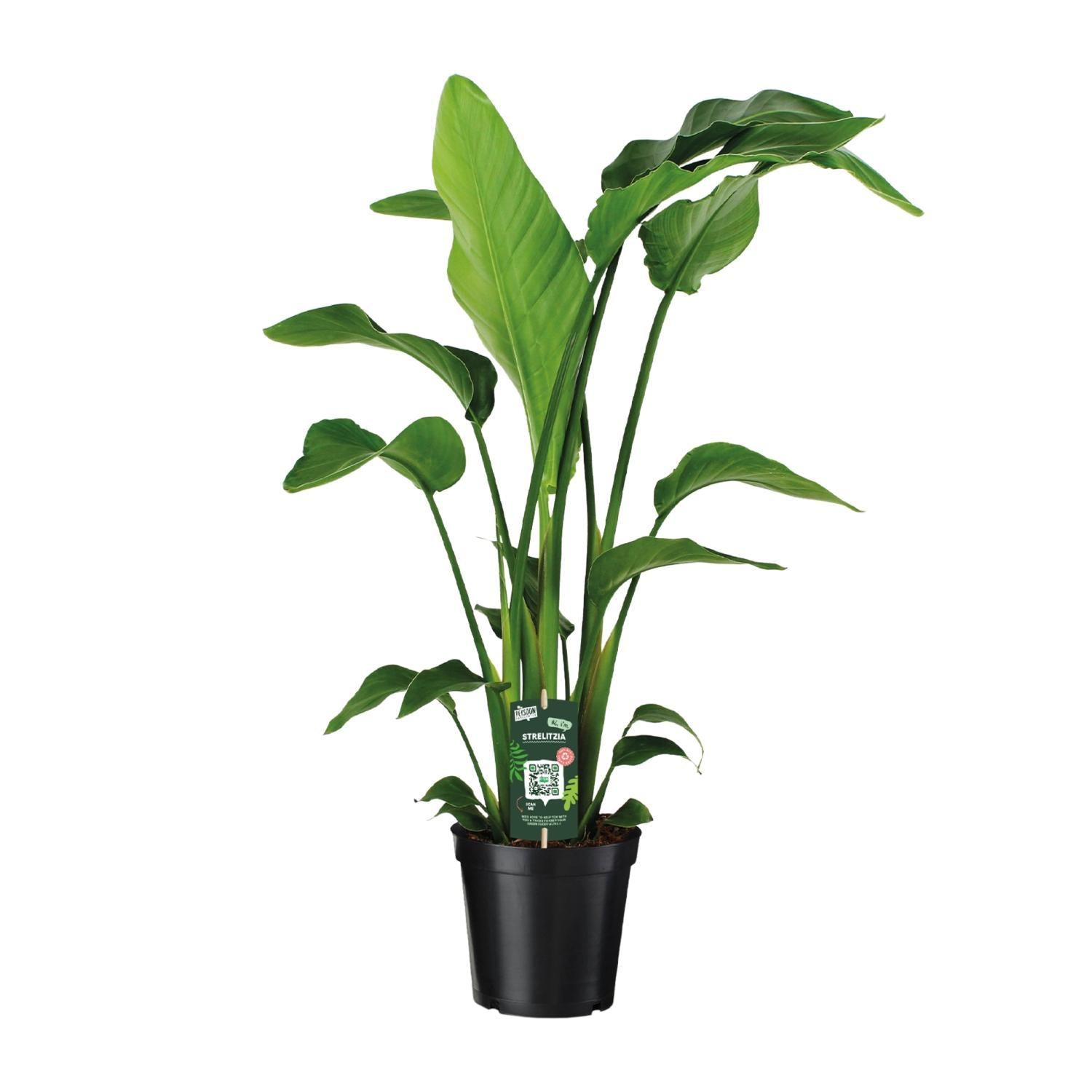 Strelitzia Nicolai - 90cm - Ø19cm - De Tropische Eyecatcher voor je Interieur