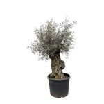 Olea Europaea Bonsai – 250 cm – Ø65 – Prachtige mediterrane blikvanger