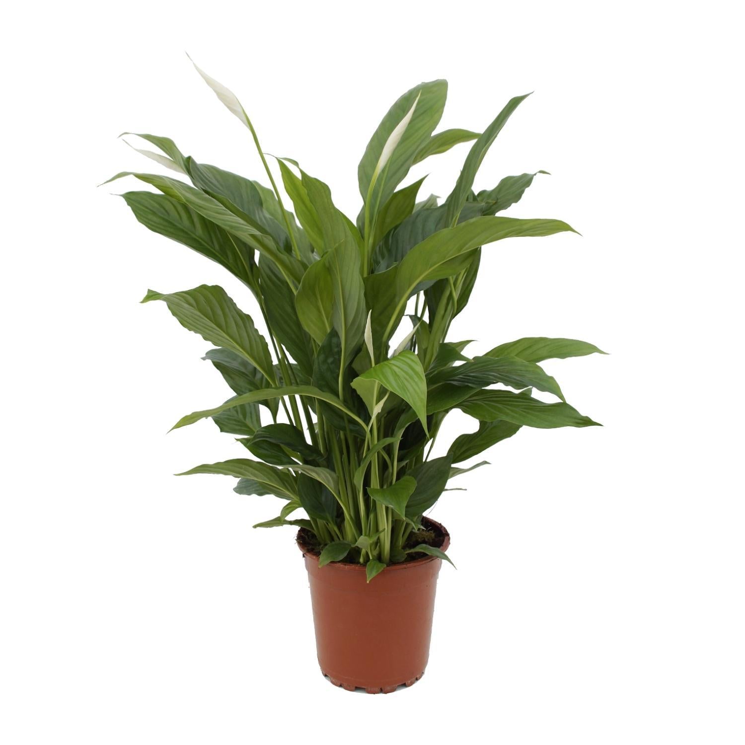 Spathiphyllum Torelli - 65 cm - Ø17 cm | Lepelplant