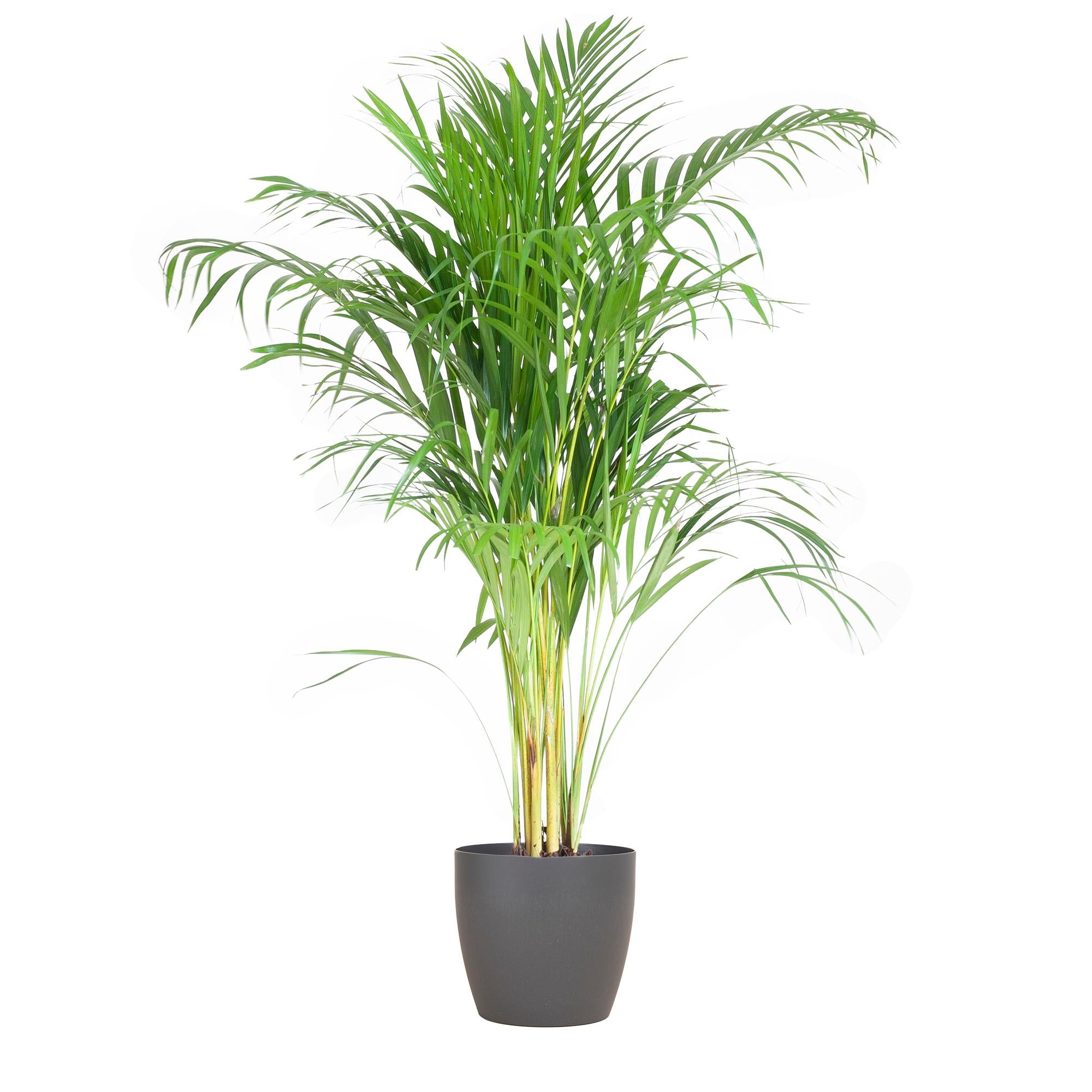 Areca Palm (Dypsis) - 100 cm - Ø21 cm - in Viber pot | Kamerplant