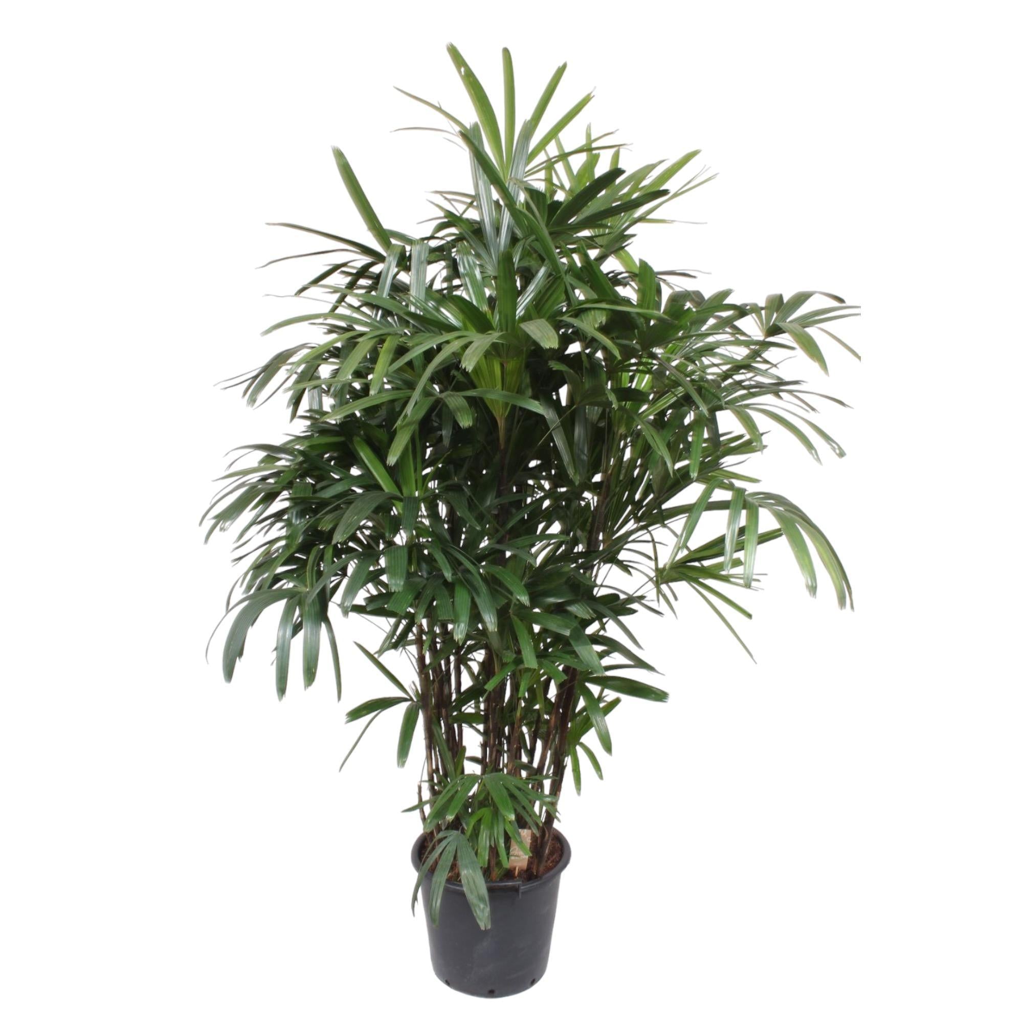 Rhapis Excelsa – Bamboe Palm – Grote kamerplant – 230 cm – ø40 cm