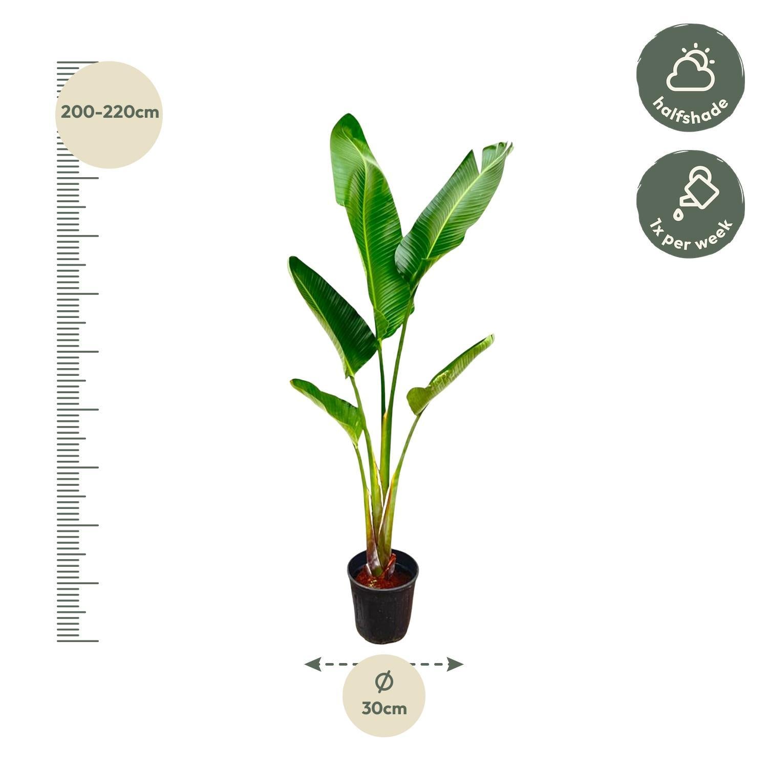 Strelitzia Augusta - 210 cm - ⌀30 cm | Paradijsvogelbloem