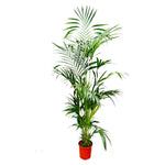 Kentia Palm - 200 cm - ø24 cm - Grote kamerplant