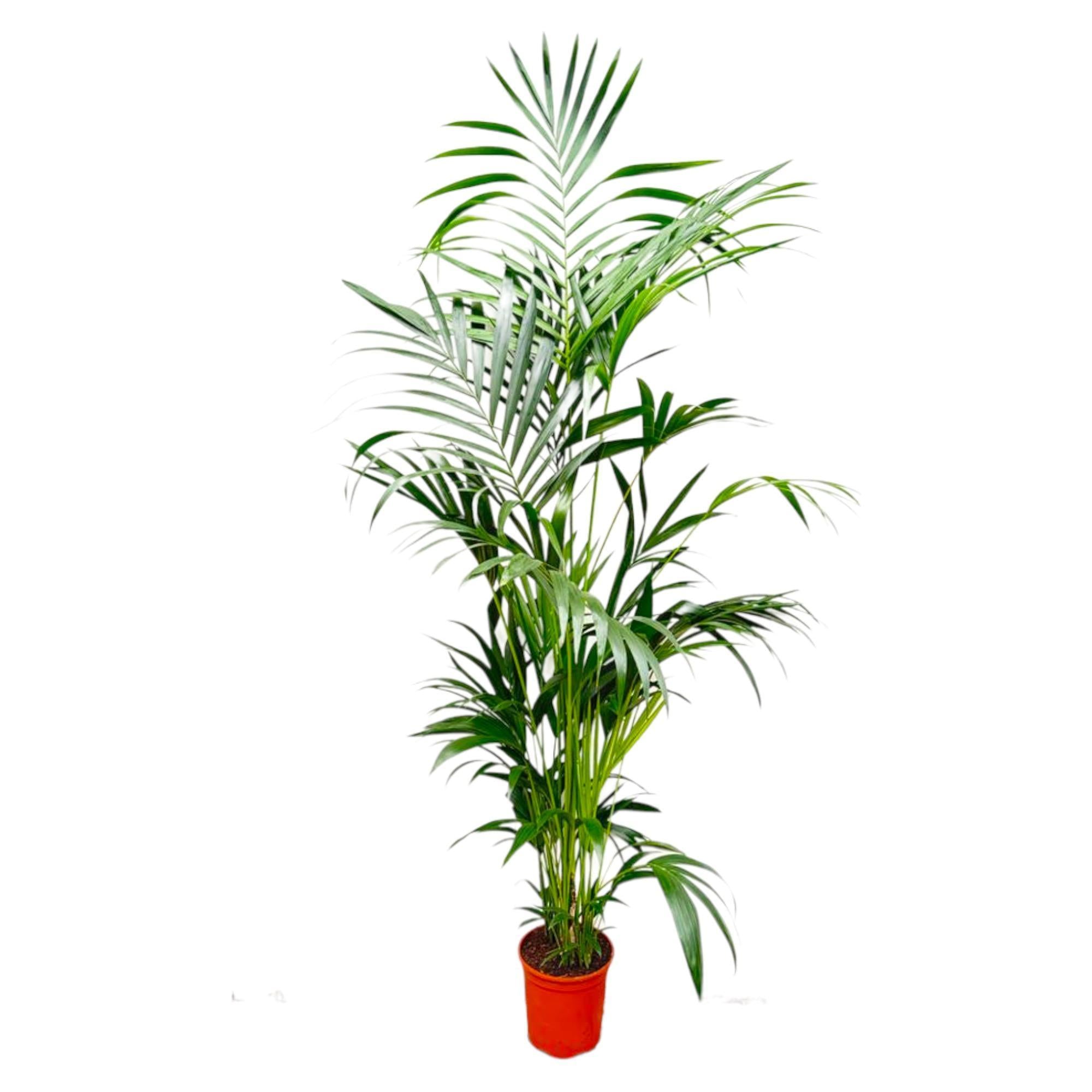 Kentia Palm - 200 cm - ø24 cm - Grote kamerplant