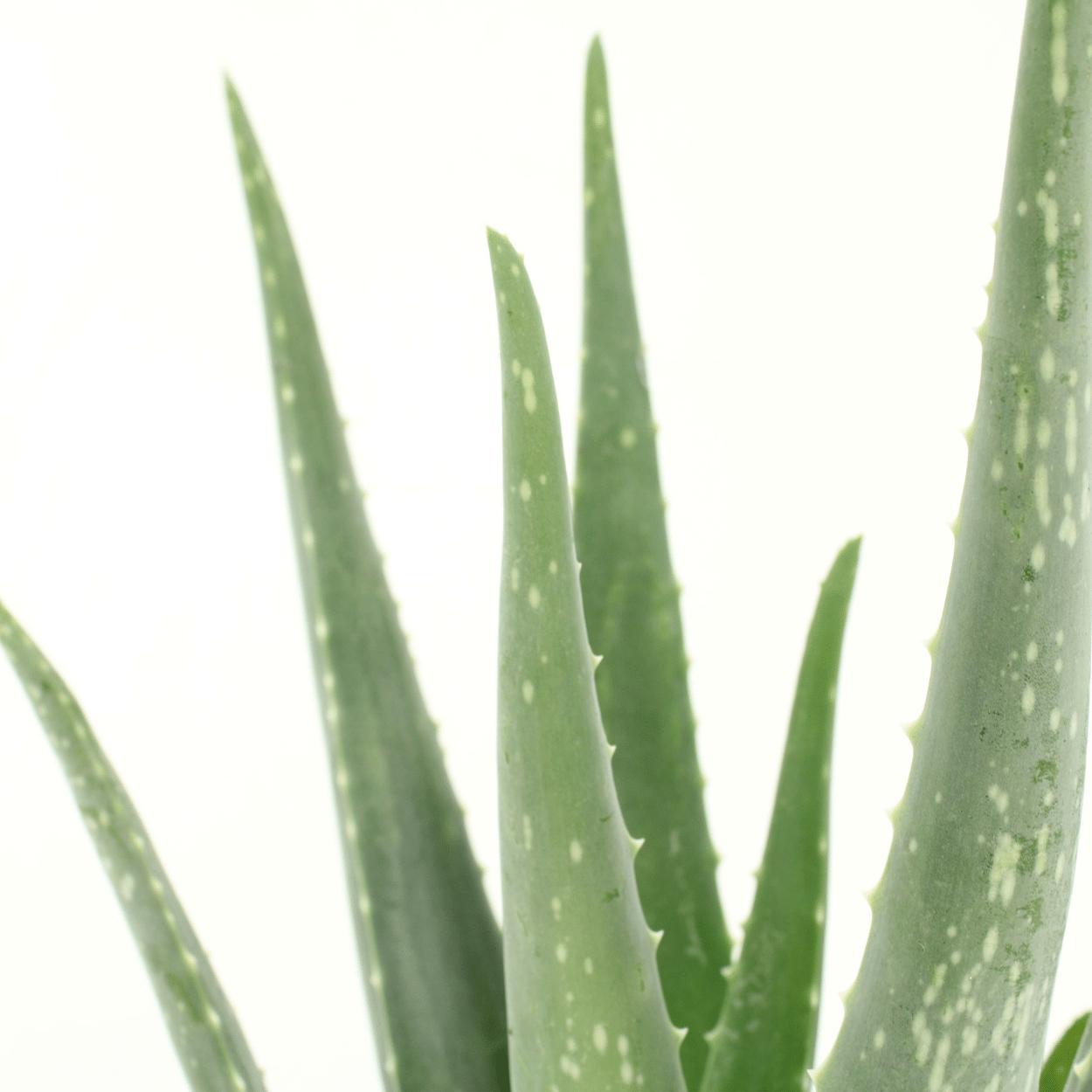 Aloe vera - 2x - Succulent - 40cm - ø12 cm | Vetplant