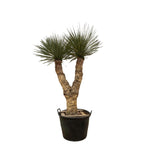 Yucca Rostrata Hidra - 200 cm - ø60 met 2 Stammen boven de teeltpot