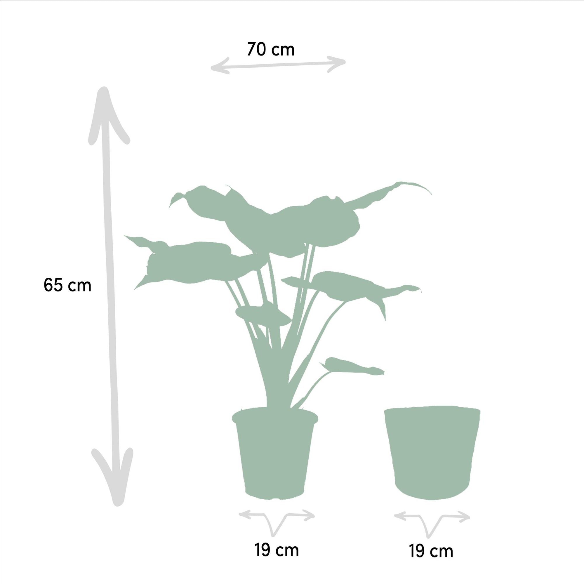 Alocasia Cucullata - 65 cm - Ø19 cm in Mand Selin | Alocasia - Olifantsoor