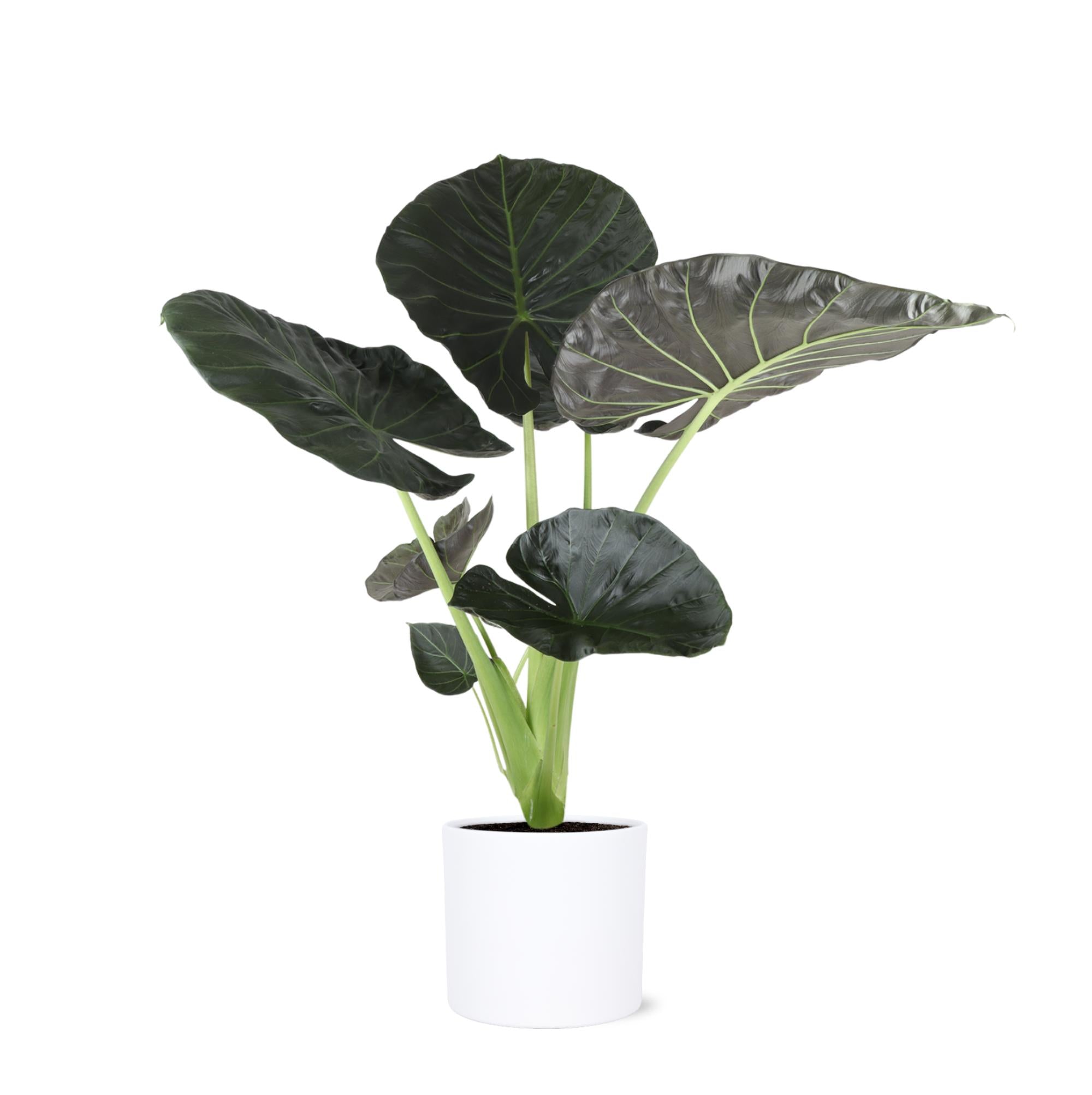 Alocasia Regal Shield - 110cm - Ø24cm - in Era pot  |  Kamerplanten