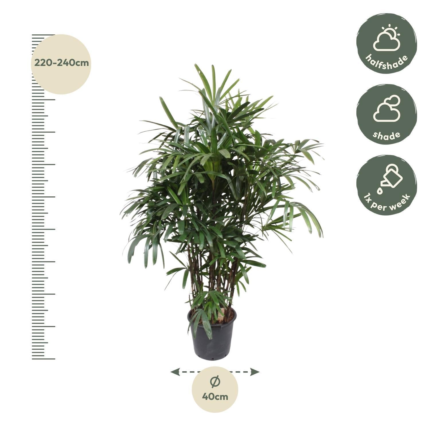 Rhapis Excelsa – Bamboe Palm – Grote kamerplant – 230 cm – ø40 cm