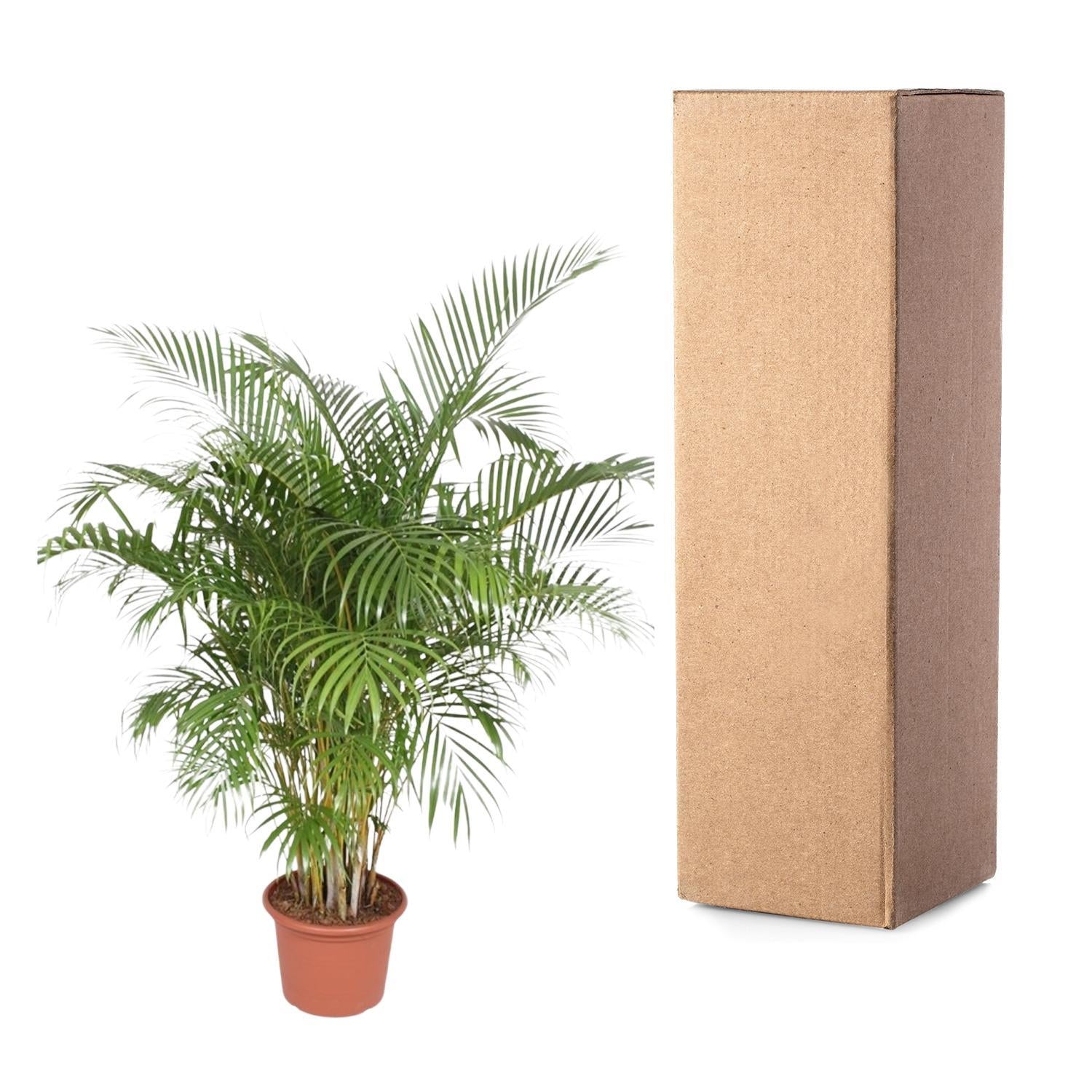 Dypsis Lutescens (Areca Palm) - 200 en 230 cm - Grote Kamerplanten