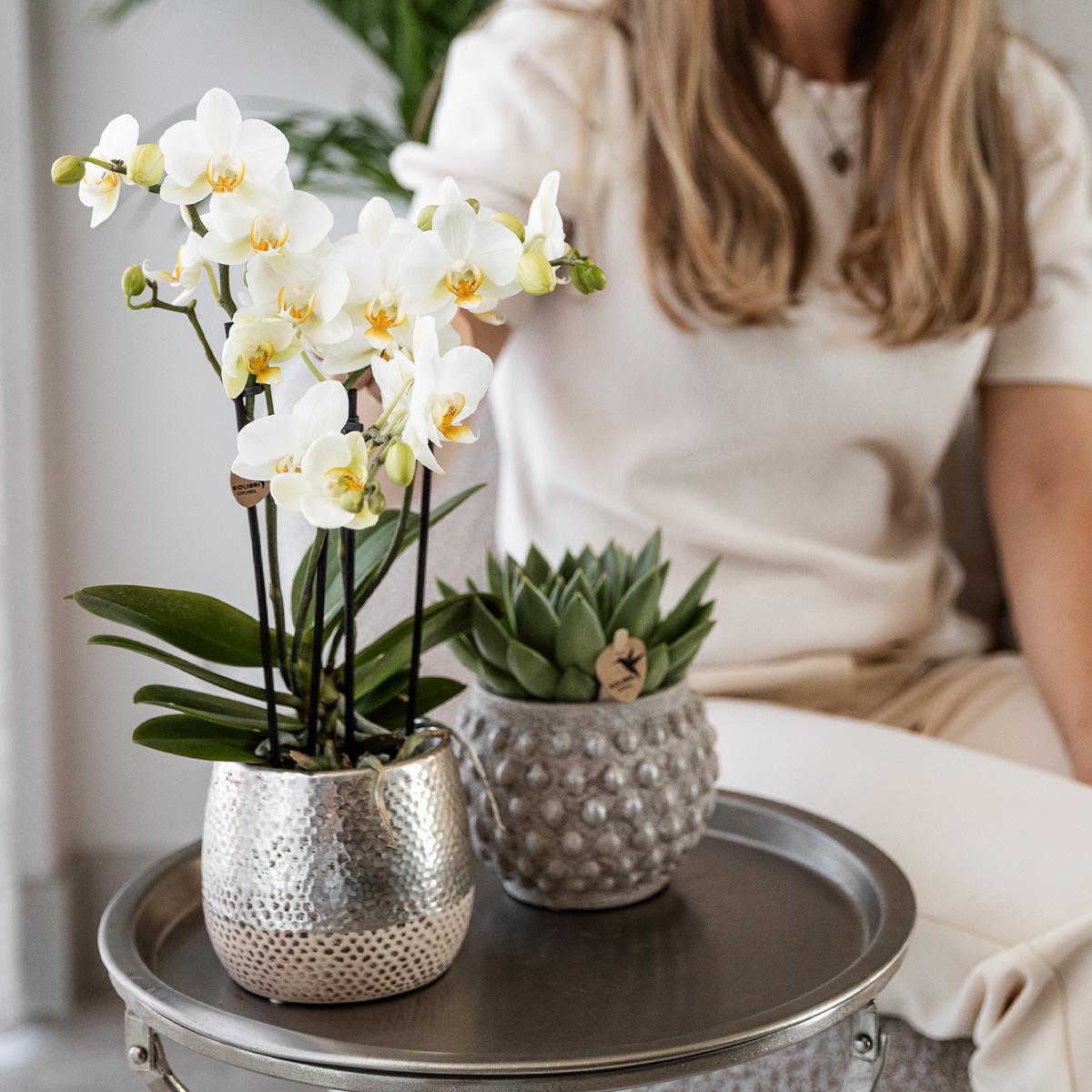 Orchidee | Witte Phalaenopsis orchidee - Amabilis + Elite pot silver- potmaat Ø9cm