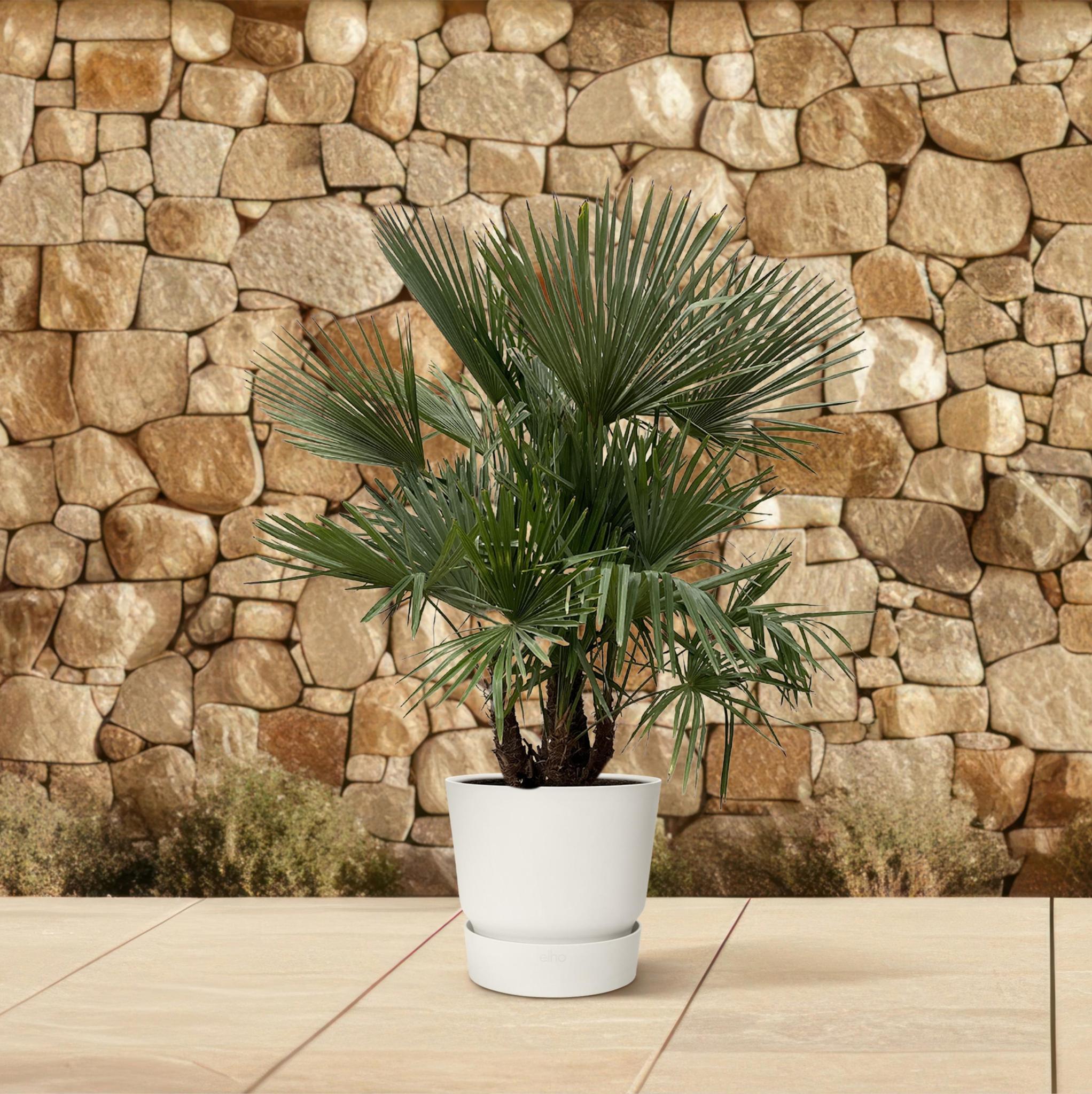 Trachycarpus Fortunei multi stam - 200 cm - Ø45 cm | Palm