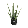 Aloe Vera - 40 cm - Ø14 cm - in Rock Living Black Elho pot | Succulent