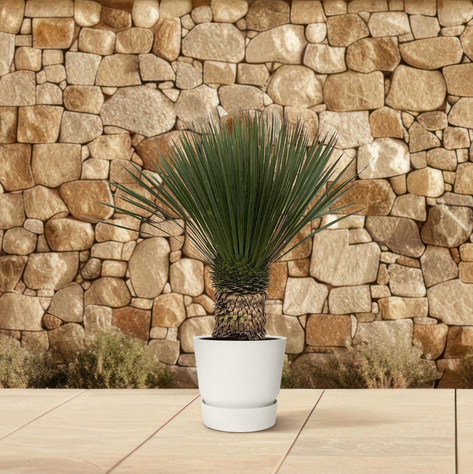 Yucca Rostrata - 110 cm- Ø35 cm | Blue Beaked Yucca