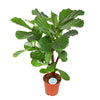 Ficus Lyrata (vertakt) - 110 cm - Ø24 cm | Ficus - Kamerplant