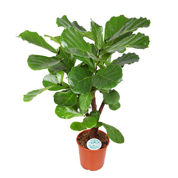 Ficus Lyrata (vertakt) - 110 cm - Ø24 cm | Ficus - Kamerplant