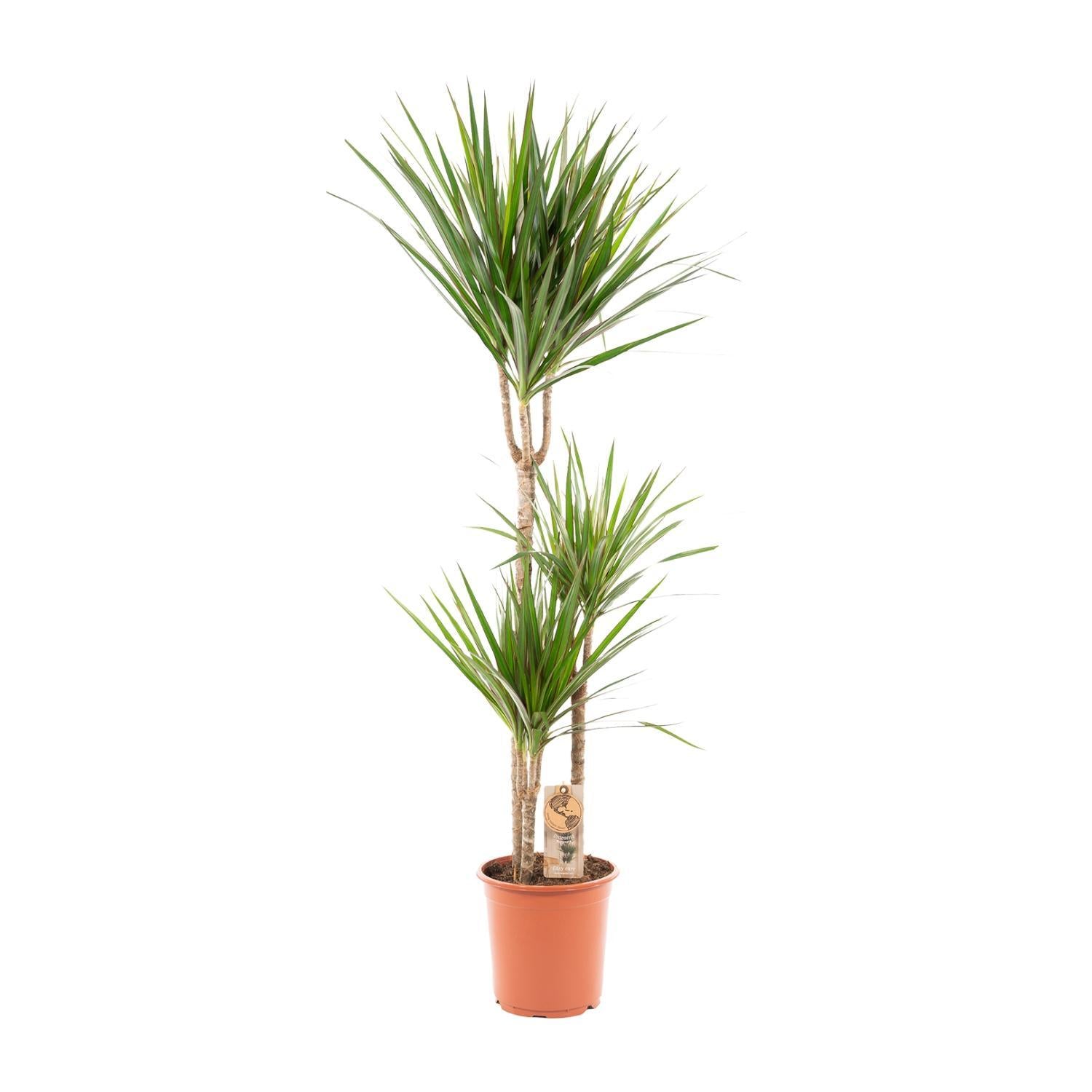 Dracaena Marginata - 120cm - Ø21cm | Draceana