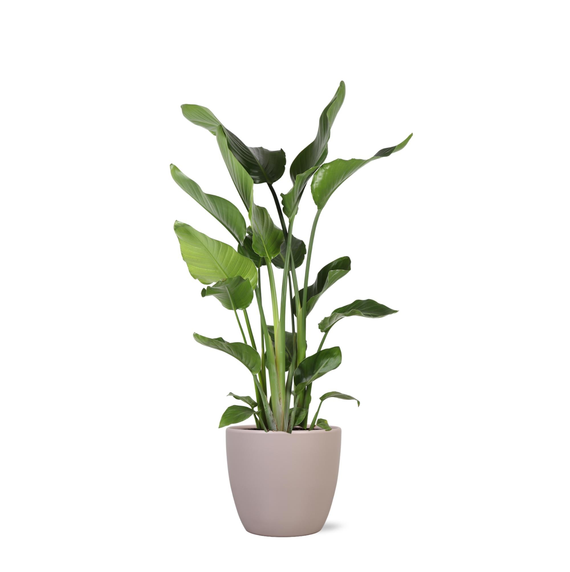 Strelitzia Nicolai - 120 cm - Ø24 cm - in Boule pot | Kamerplanten