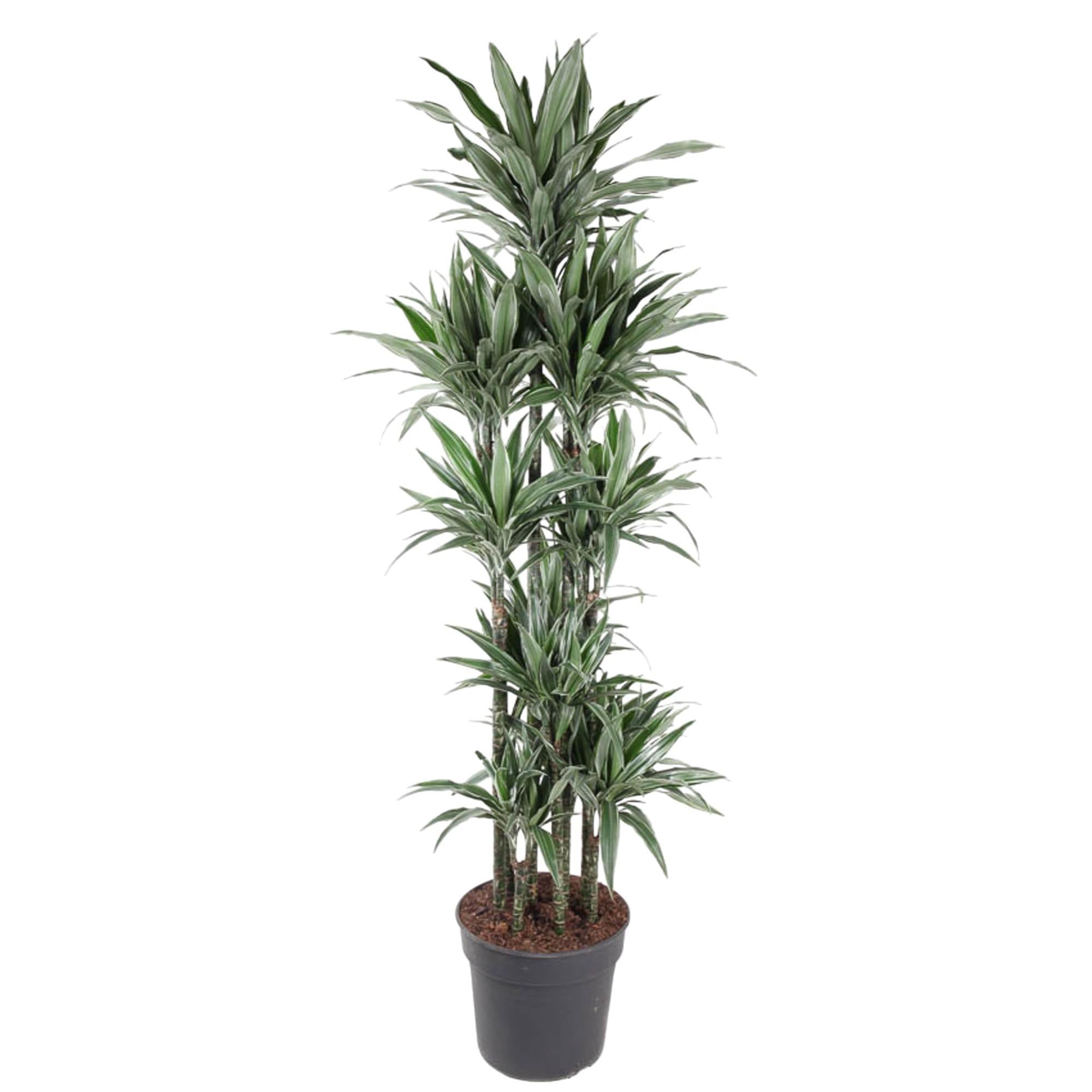 Dracaena Warneckei Carrousel - 210 cm - ø41 - Elegante kamerplant