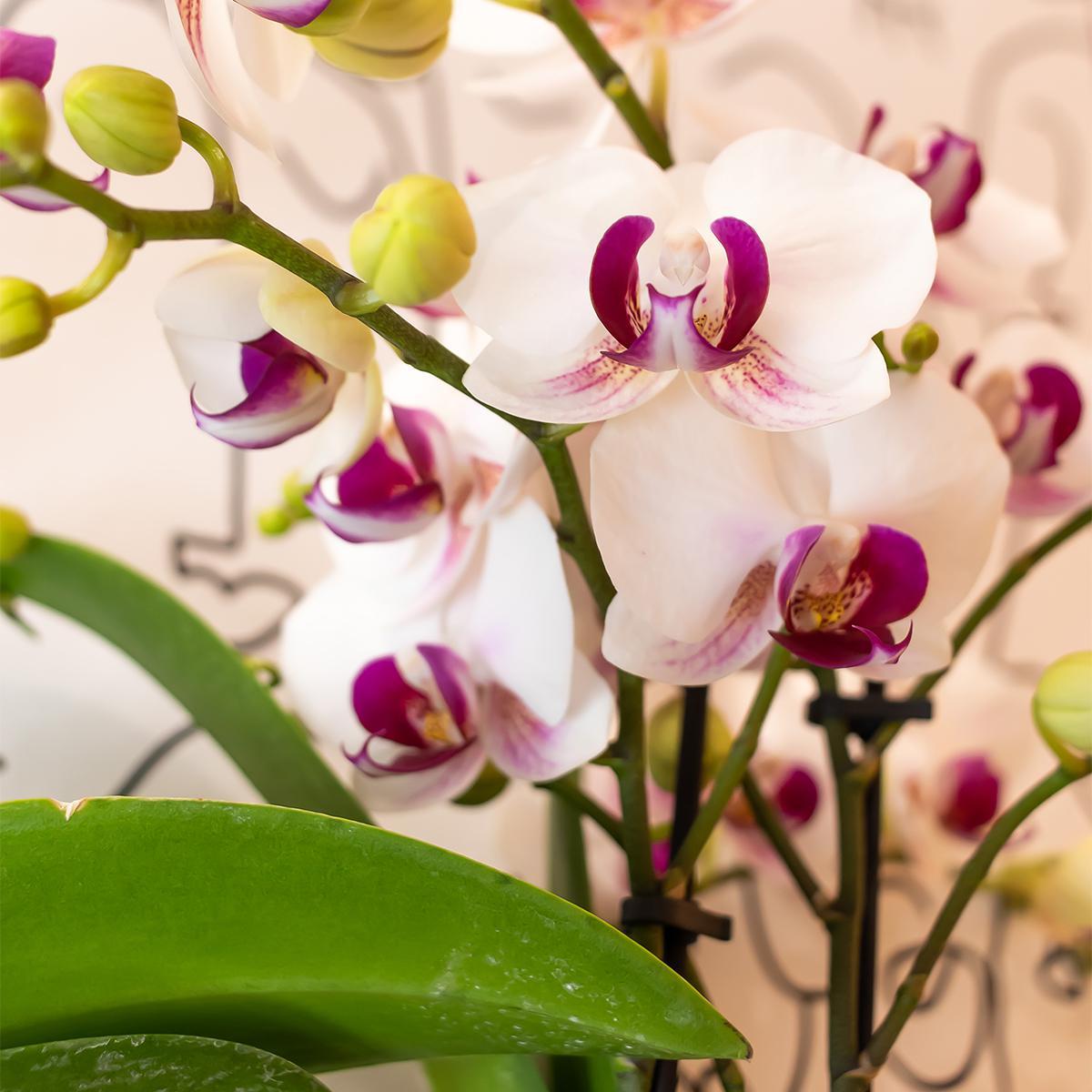 Orchidee | Witte Phalaenopsis orchidee - Mineral Gibraltar -  potmaat Ø9cm