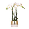 Orchidee | Witte Phalaenopsis orchidee – Amabilis + Elite pot gold – potmaat Ø9cm