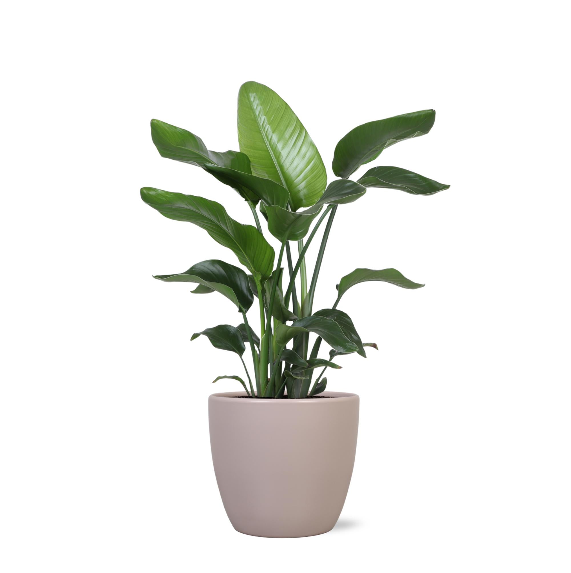 Strelitzia Nicolai - 80 cm - Ø21 cm - in Boule pot | Kamerplanten